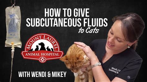 How To Give Subcutaneous Fluids To Cats Sqf Youtube
