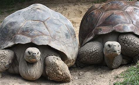 Galapagos Tortoise The Worlds Largest Tortoise Animal Pictures And