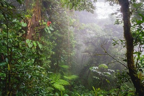 Monteverde Costa Rica Hiking The Mysterious Cloud Forest