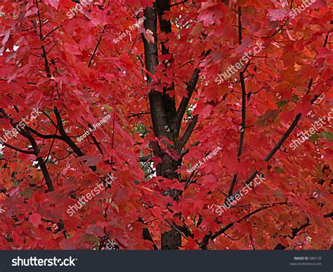 Close Bright Red Fall Leaves Dark Stock Photo 689135 Shutterstock