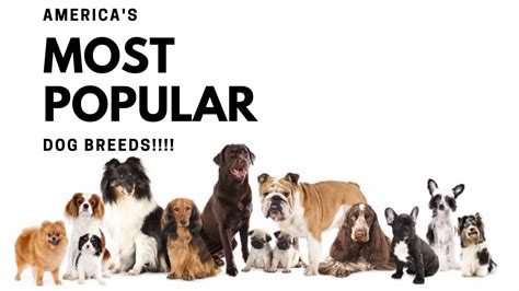 10 Most Popular Dog Breeds In The United States Youtube