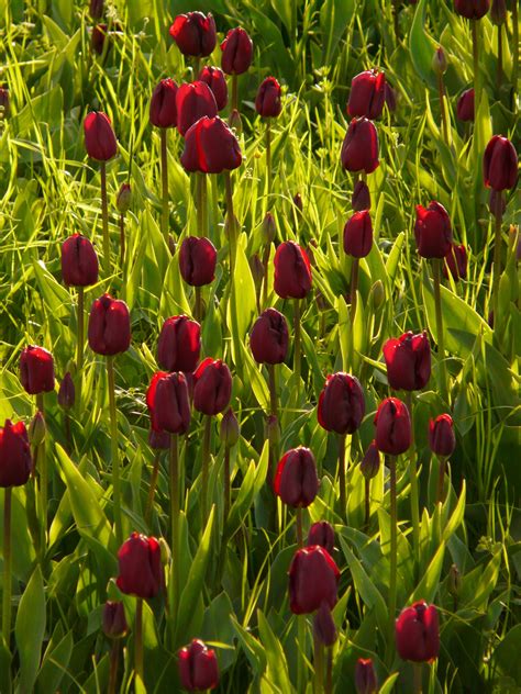 Beautiful Red Tulip Flowers With Green Leaves In Light Free Image Download