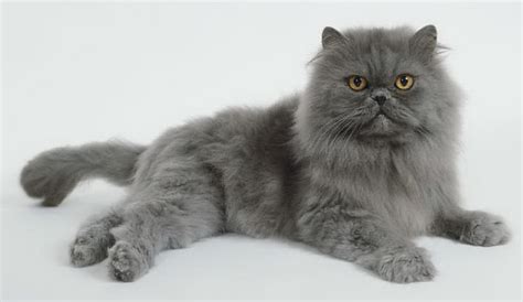 List Of Cat Breeds With Pictures And Names