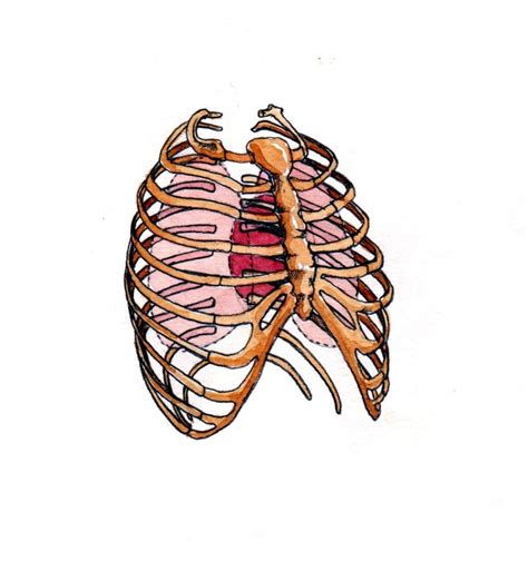 Human Skeleton Anatomical Thorax Chest Mixed Media Watercolour Painting