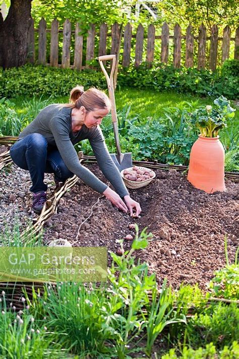 Planting Seed Potatoes In A Trench Planting Seed Potatoes Plants