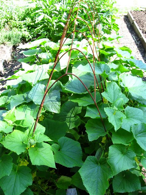 Therefore, if starting plants early, it's best to plant seeds in peat pots. Buttermilk Grosses Me Out: Cucumberpocalypse