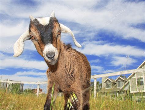 Cute Baby Goat — Stock Photo © Judwick 3859621