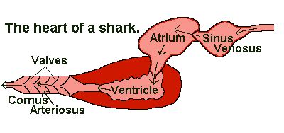 Comparative anatomy of the heart. Fish Circulatory System 101: How The Heart & Blood Work ...