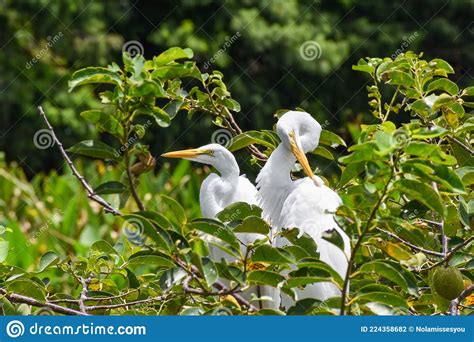 Large White Bird Walks In The Swamp Stock Photo Image Of Outdoor