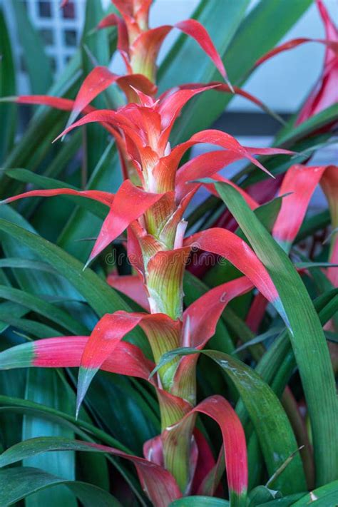 Selective Focus Bromeliad Vriesea Tropical Plant Close Up Of Red