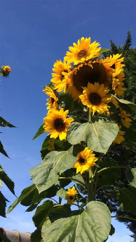 Sunflowers 🌻 Video Manzara Günbatımları Fotoğrafçılık