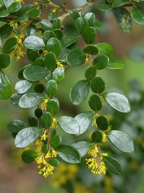 Azara Microphyll A South American Large Evergreen Shrub Or Small Tree