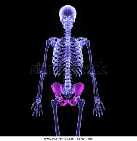 Human Body Skeleton Hip Stock Illustration 387842905 Shutterstock