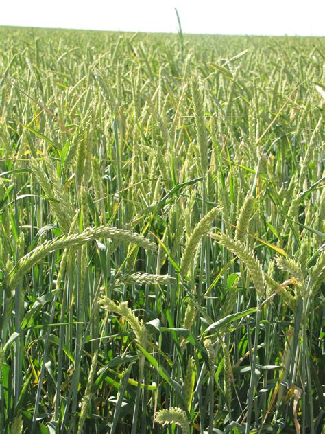 Haybet Forage Barley Heads Big Sky Wholesale Seeds