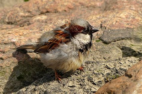 Hd Wallpaper Bird Sparrow Young Foraging Animal Animal Themes