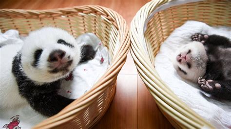 Super panda rescue team episode: 10 newly born baby pandas make their public debut