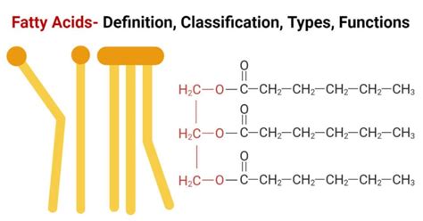 Fatty Acids Definition Classification Types Functions