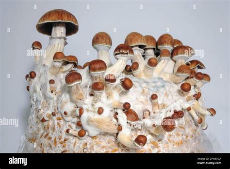 Micro Growing Of Psilocybe Cubensis Mushrooms On White Background