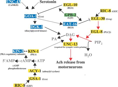 G Protein Activation Assay Technology Telegraph