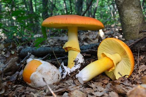 9 Most Delicious Wild Mushrooms You Can Forage Yourself