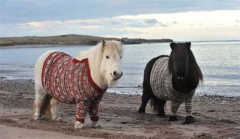 Shetland Ponies Wearing Jumpers Nz