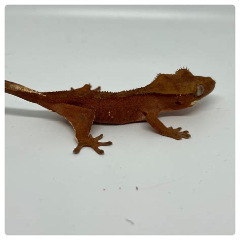Red Patternless Crested Gecko By Sweet Tooth Geckos Morphmarket