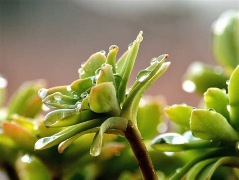 How to grow ruby ball cactus (moon cactus). How to Plant Succulents + Growing Tips | Garden Design