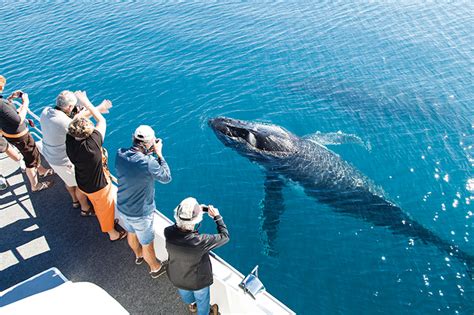 Your Guide To Whale Watching In Australia Where When And How