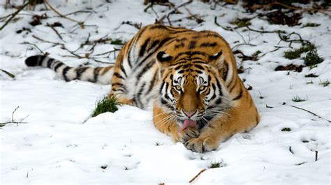Tiger In Snow Wallpapers Hd Wallpapers Id 24197