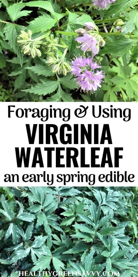Virginia Waterleaf Is An Early Spring Edible Foragers Eager For Wild