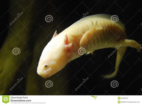 Exotic Fish With Hands And Legs Royalty Free Stock Image