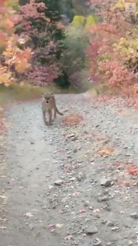 Watch Cougar Charging At Hiker In Utah Goes Viral