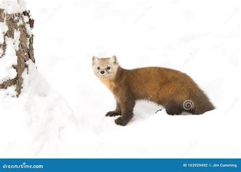 Pine Marten Martes Americana In Algonquin Park Canada In Winter Snow