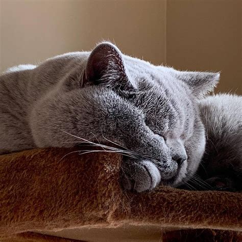 Bcblues British Shorthairs Pet Breeder Abbotsford British Columbia