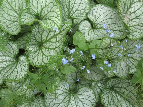 Bestel Brunnera Macrophylla ‘jack Frost Voordelig Bij Plantenweelde