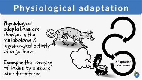 Adaptation Definition Science Grade 4
