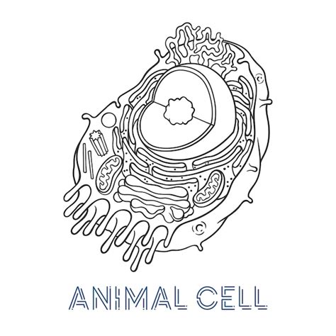 Completo Celula Animal Para Colorir Imagens Para Colorir Images