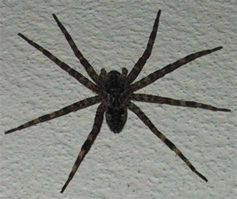 Largest Spiders In Michigan Wolf Spider