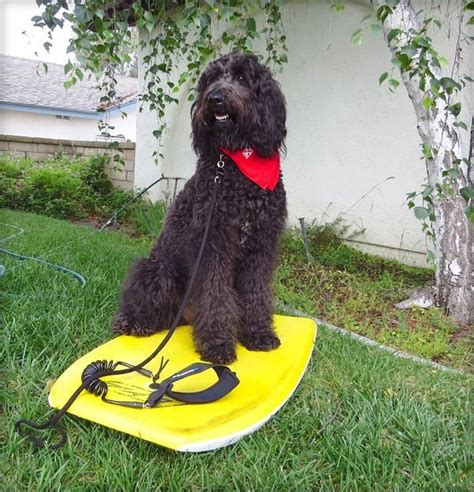Benni Is A Three Year Old Labradoodle Who Would Someday Learn How To
