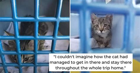 Stray Kitten Survives 91 Mile Journey Under The Hood Of A Car Hes A Lucky Duck