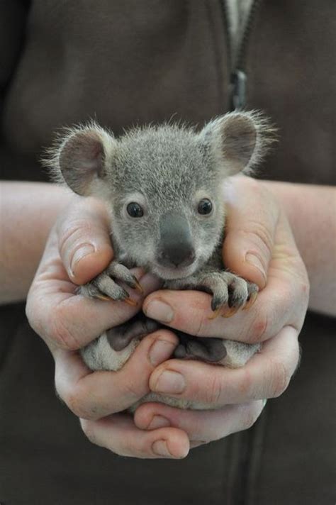 Just A Baby Koala Bear Funny Pictures Quotes Pics Photos Images