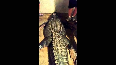 Footage Shows Record 920 Pound Alligator Being Caught In Lake Eufaula