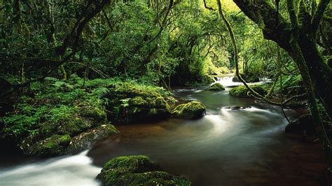 Water Stream Between Algae Covered Rocks And Green Leafed Trees In