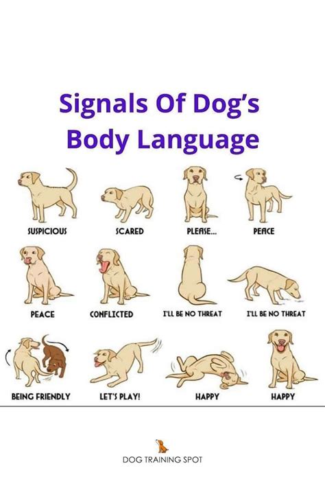 Signals Of Dogs Body Language Dog Body Language Dog Training Dog