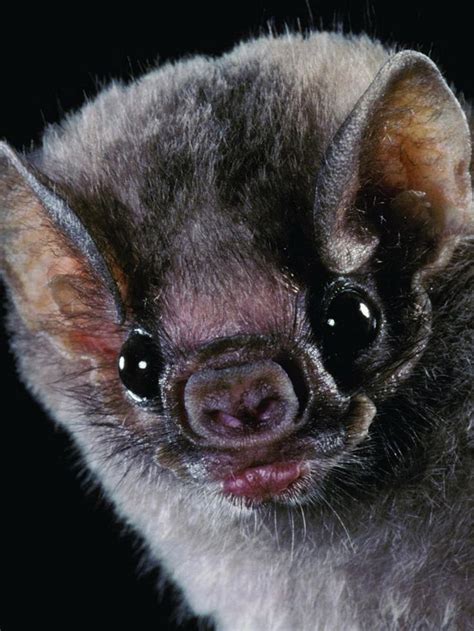 25 Best Ideas About Vampire Bat On Pinterest Bats Vampire Bats