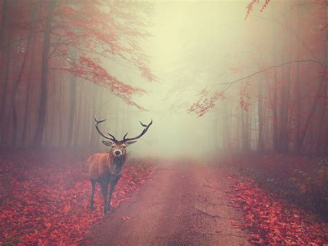 Download Wallpaper Beautiful Stag In The Autumn Landscape 1280x960