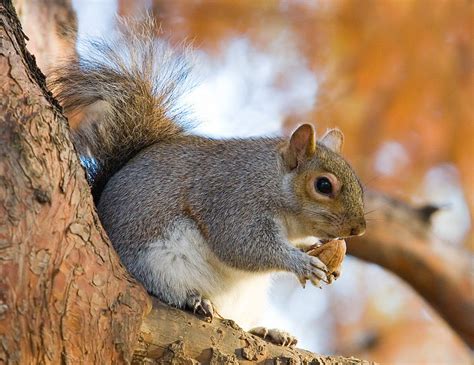 The News For Squirrels Squirrel Facts The Acorn