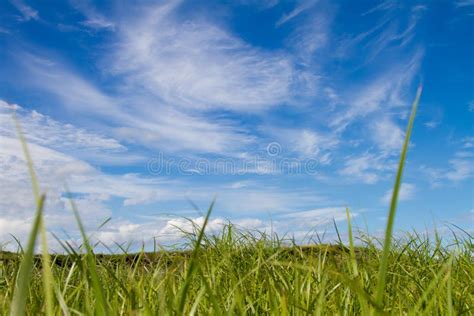 Sky Grass Stock Photo Image Of Grassland Cloud Landscape 37871782