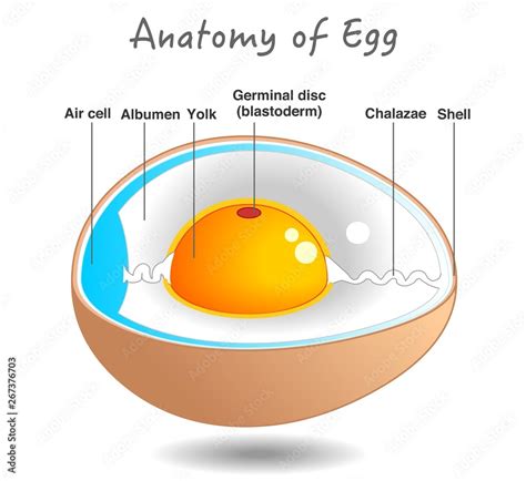 Chicken Egg Diagram