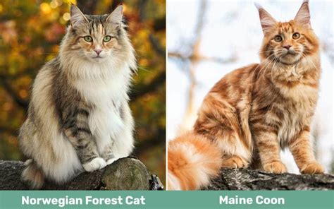 Norwegian Forest Cat Vs Maine Coon The Differences With Pictures